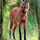 Illustration for article titled This Stretched-Out Wolf's Pee Smells Like Marijuana